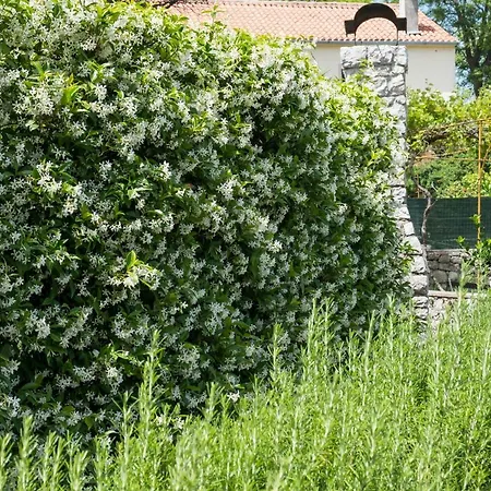 Vila Unique Antistress Oasis Antiqua Osor